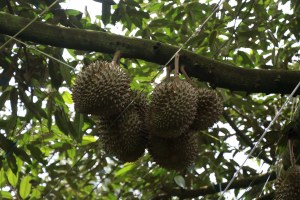\"durian-1575625276-85.jpg\"